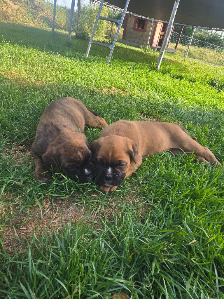 2 chiots de disponible