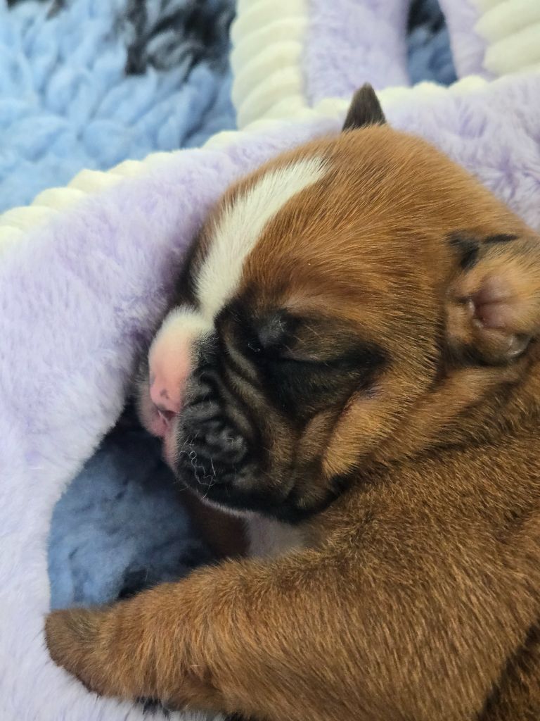 Des Gardiens De Cidjy - Chiots disponibles - Boxer