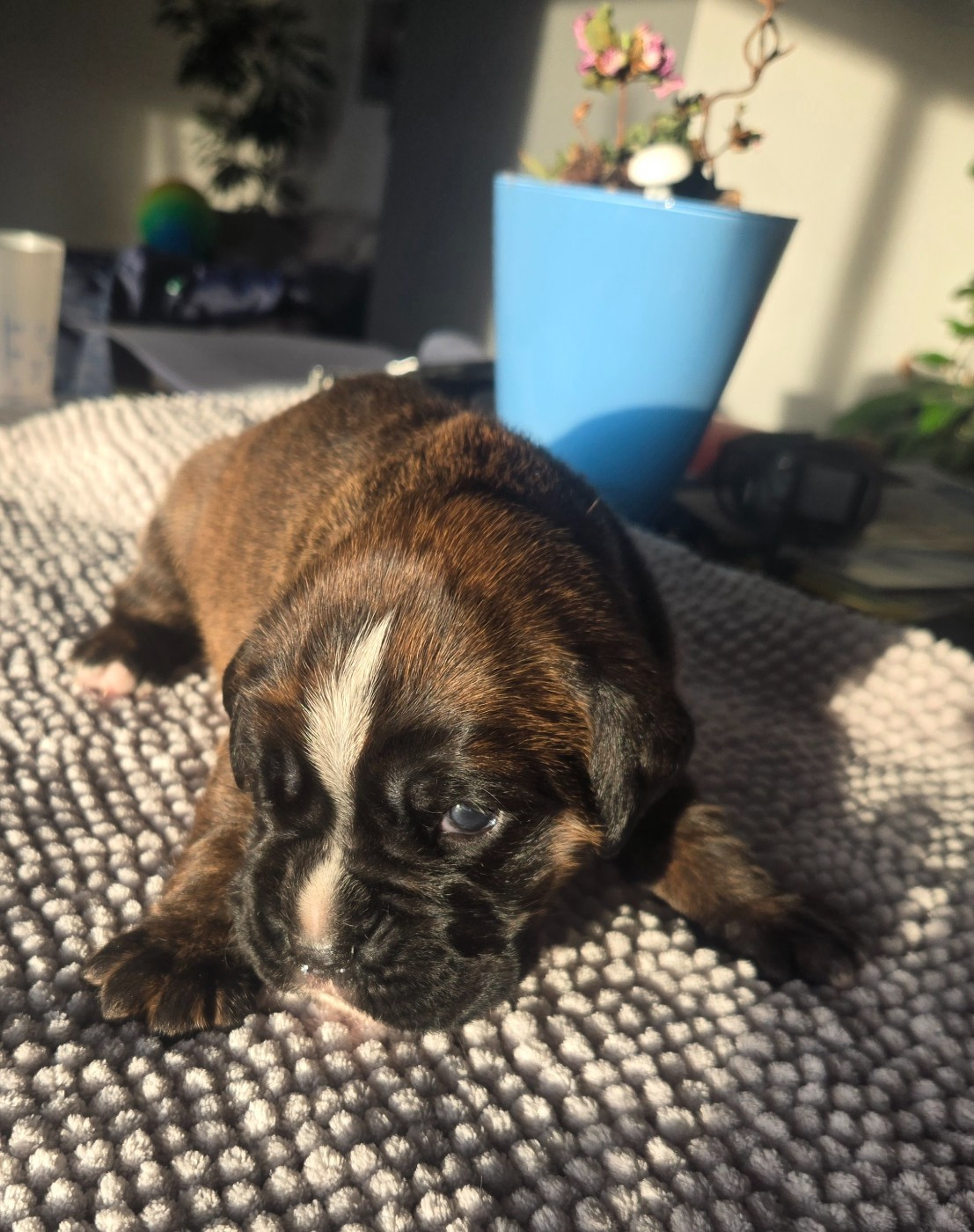 Des Gardiens De Cidjy - Chiots disponibles - Boxer
