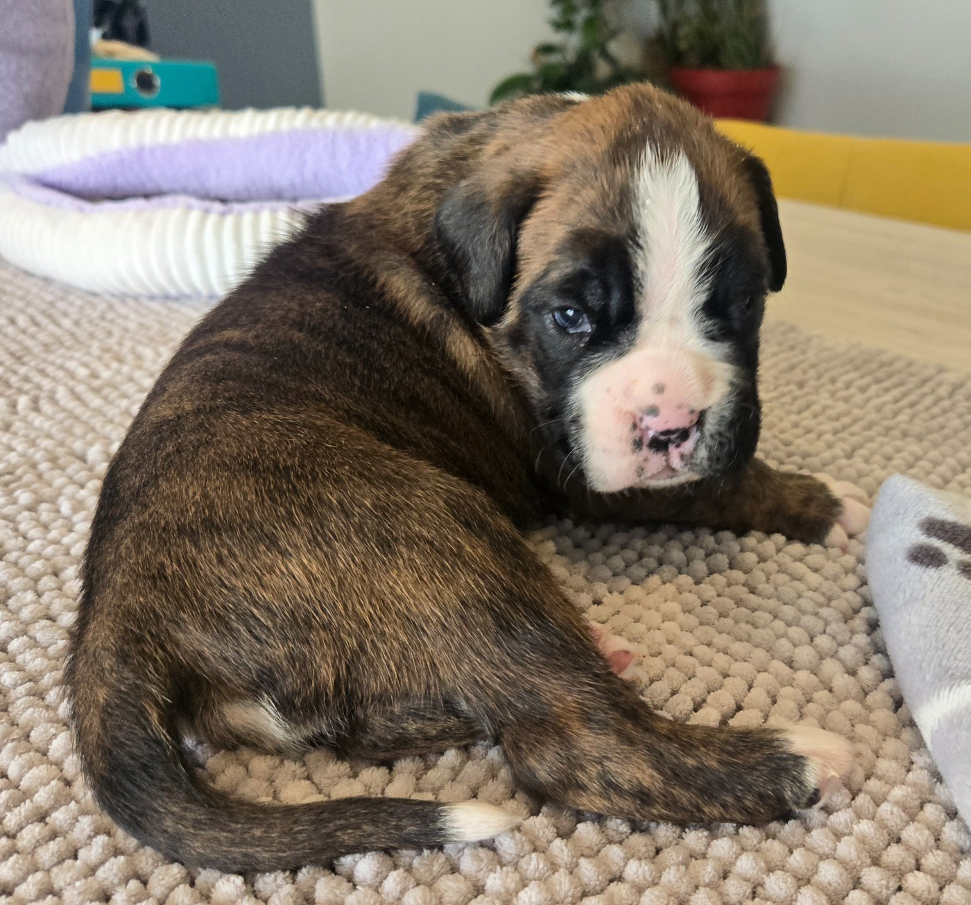 Des Gardiens De Cidjy - Chiots disponibles - Boxer