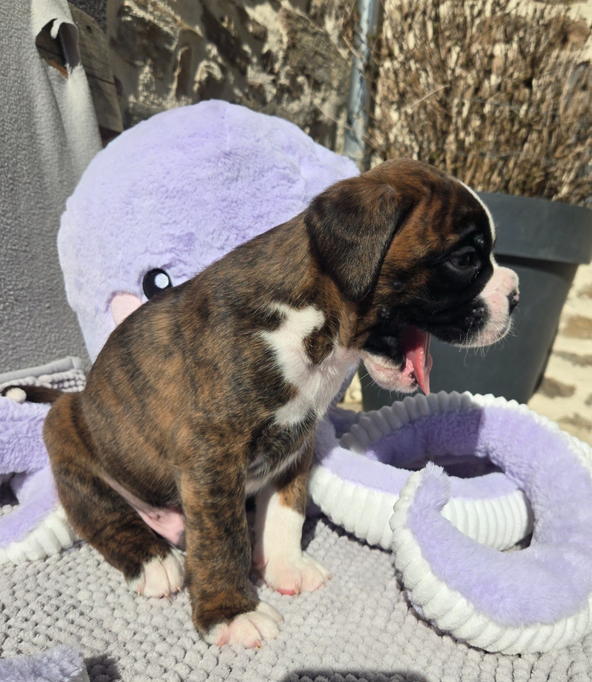 Des Gardiens De Cidjy - Boxer - Portée née le 26/01/2026