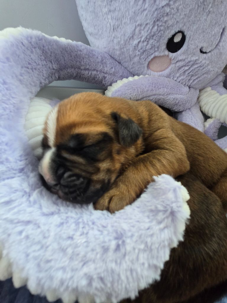 Des Gardiens De Cidjy - Chiots disponibles - Boxer