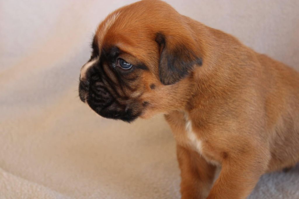 Des Gardiens De Cidjy - Chiots disponibles - Boxer