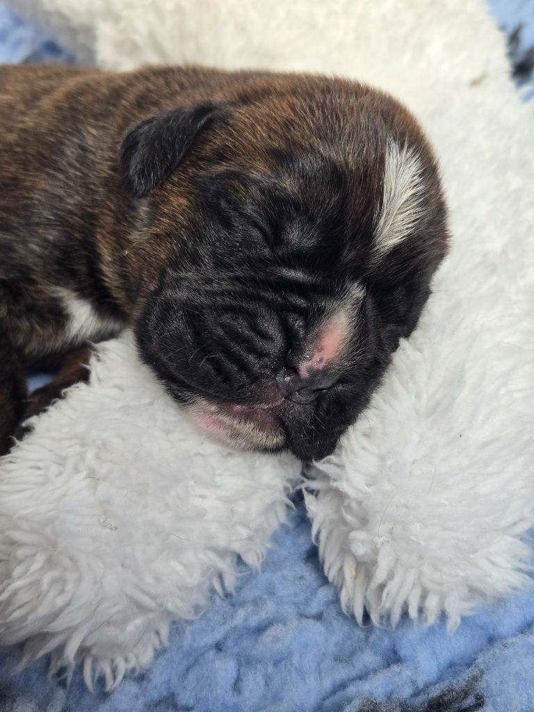 Des Gardiens De Cidjy - Chiots disponibles - Boxer