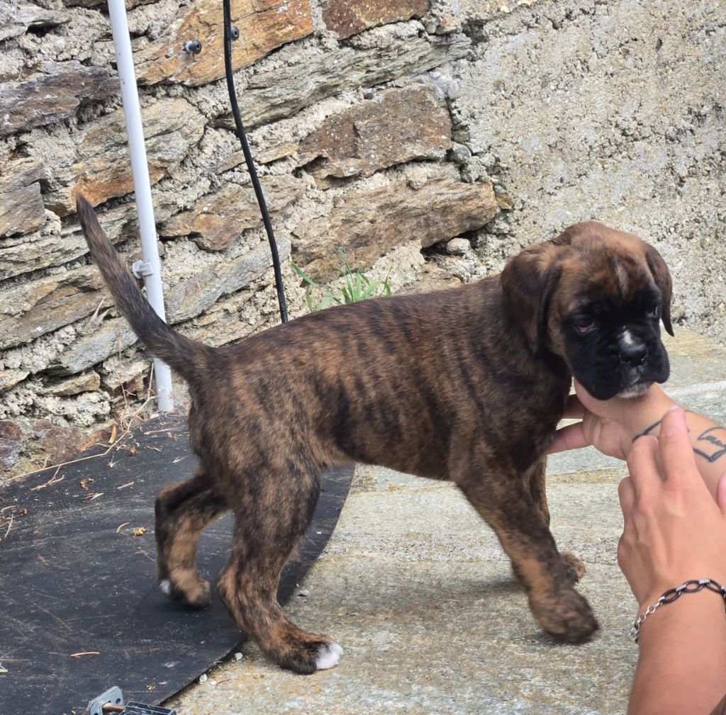 Des Gardiens De Cidjy - Chiots disponibles - Boxer