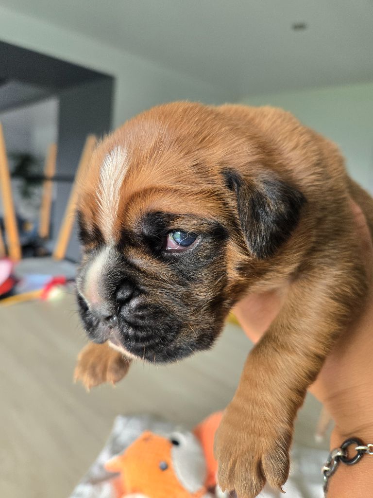 Des Gardiens De Cidjy - Chiots disponibles - Boxer