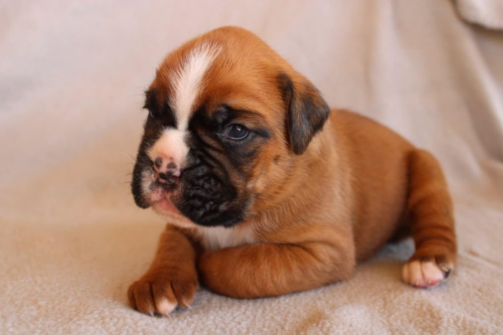 Des Gardiens De Cidjy - Chiots disponibles - Boxer