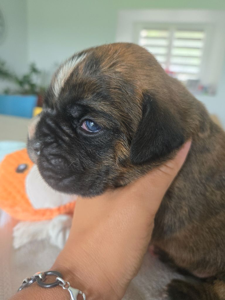 Des Gardiens De Cidjy - Chiots disponibles - Boxer